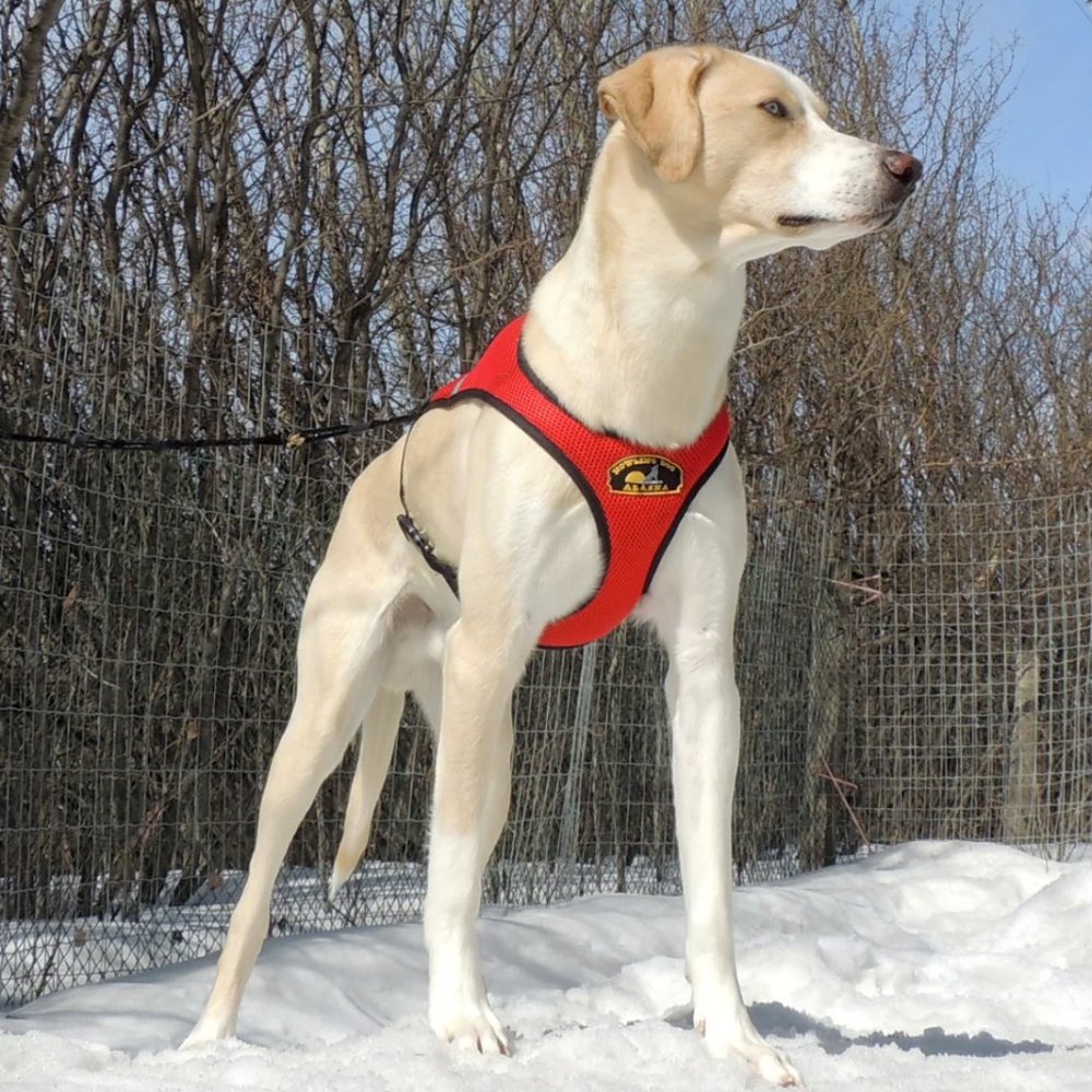 Howling Dog Alaska - Second Skin Harness